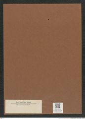 Diatomeae indet. Zeichnungen Sammlung Grunow Mappe 03666 (Herbarium_W_Grunow_drawings_Folder_03666)